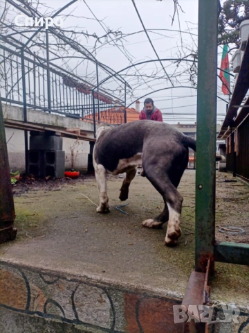 Питбул син нос , снимка 9 - Питбул - 53295871