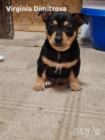 Две мини пинчерчета, снимка 2 - Пинчер - 53389093