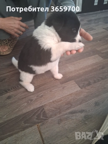 каракачански кученца, снимка 9 - Други - 52433043