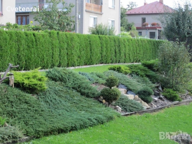 Juniperus horizontalis ‘Wiltonii, снимка 2 - Градински цветя и растения - 53686486