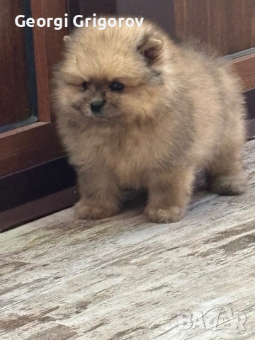 Момче померам, снимка 2 - Померан - 53629753