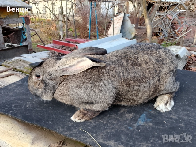 Продавам мъжки заек , снимка 2 - Други - 52798017