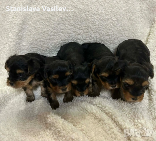 Бебета Йоркита Продават се йоркширски териери, снимка 2 - Йоркширски териер - 53044636