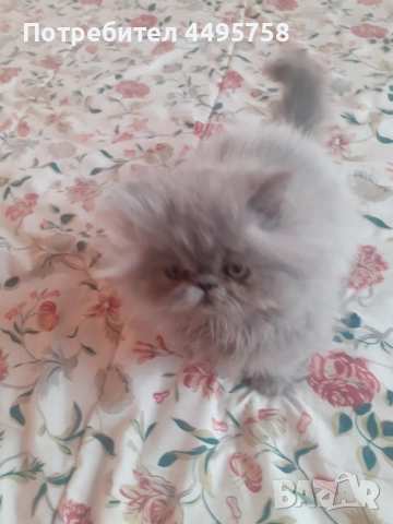 Персийски котенца, снимка 4 - Персийска - 51754390