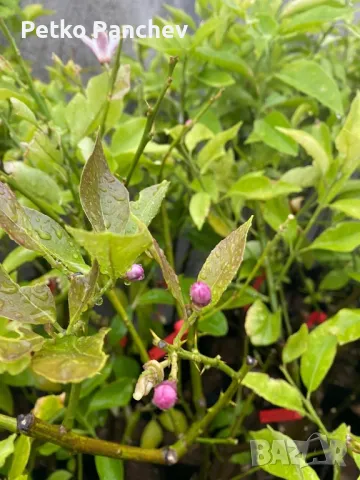 🍋🍋🍋Цитруси Лимон,Мандарина,Помело, Портокал, Грейпфрут. Помело-жълто,Грейпфрут -червен, портокал, снимка 4 - Градински цветя и растения - 50239217