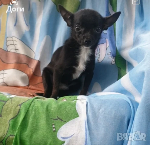 Продавам мини пинчери, снимка 15 - Пинчер - 18626772