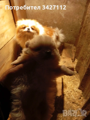 Померанчета , снимка 10 - Померан - 50756282