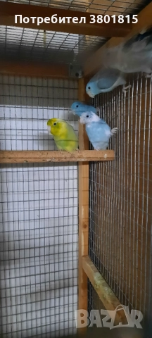 Врабчови папагали , снимка 3 - Папагали - 52998439