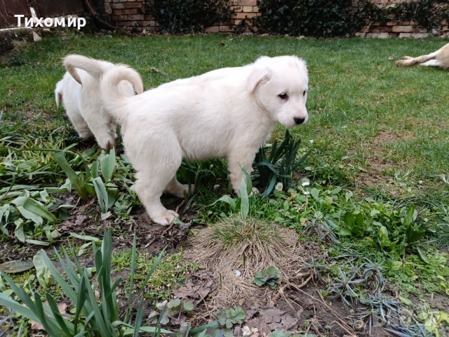 Алабай , снимка 8 - Алабай - 53407632