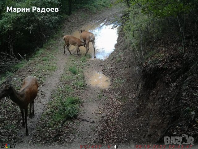 Ловна камера Bolymedia BG-710-M – 4G 24MP , снимка 8 - Ловно оръжие - 38874520