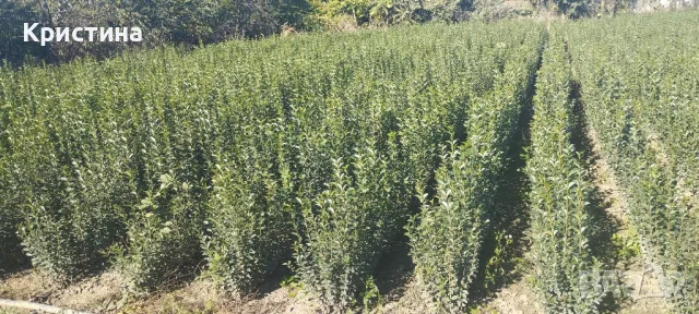 🌿Лигуструм - Жив плет🌿(0.70лв), снимка 10 - Разсади - 47670163