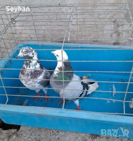 Гълъби типлери 