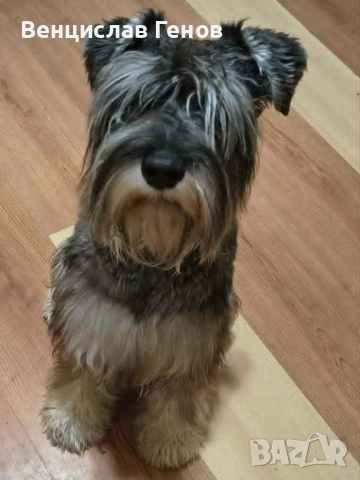 Цверг шнауцер, цвергшнауцер мини шнауцер, снимка 4 - Други - 53054533