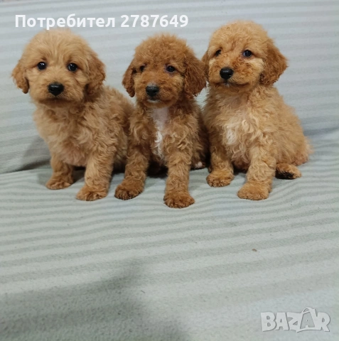 Кавапу, снимка 2 - Пудели - 53747805