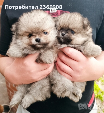 померан, мини померан , снимка 3 - Померан - 52628299