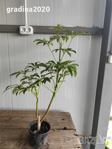 Шефлера (Schefflera), снимка 3 - Разсади - 53407566