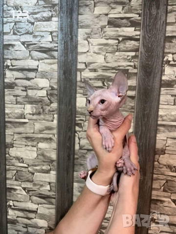 канадски сфинкс- рядка възможност за ценители на породата !, снимка 4 - Сфинксове - 50775667