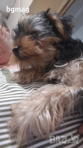 йоркширски териер йорки момиче , снимка 3 - Йоркширски териер - 52512896