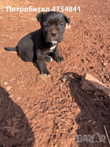 Бебета кане корсо родени на 16.01.2026, снимка 2 - Кане корсо - 53705865