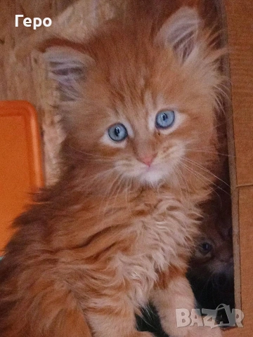 Мейн Куун , снимка 2 - Мейн кун - 53680156