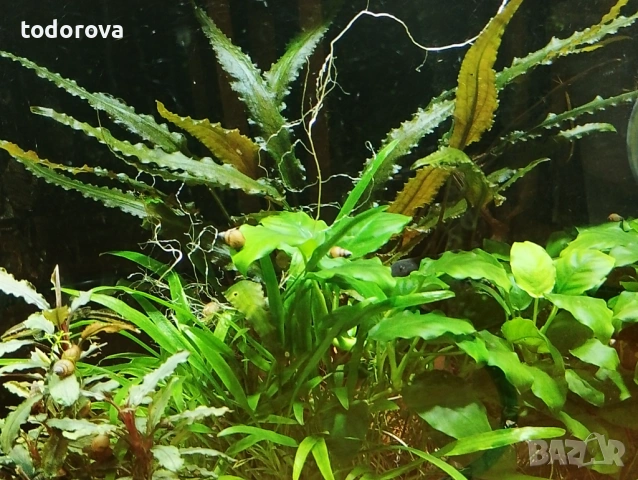 Аквариумни растения , снимка 3 - Аквариуми - 50966304