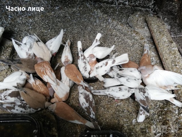 Смеещисе гугутки , снимка 2 - други­ - 33928305