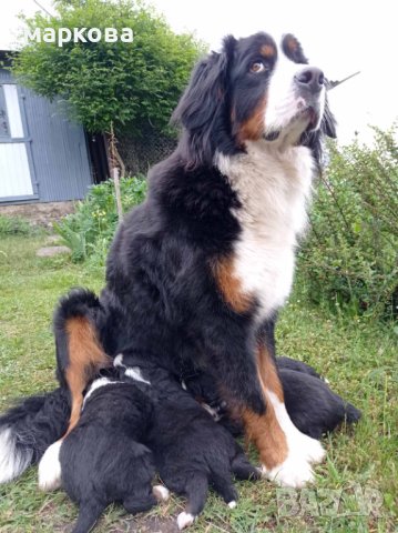 Бернски зененхунд , снимка 4 - Други - 41309362