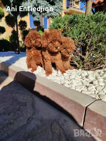 Пудел Той/Poodle Toy