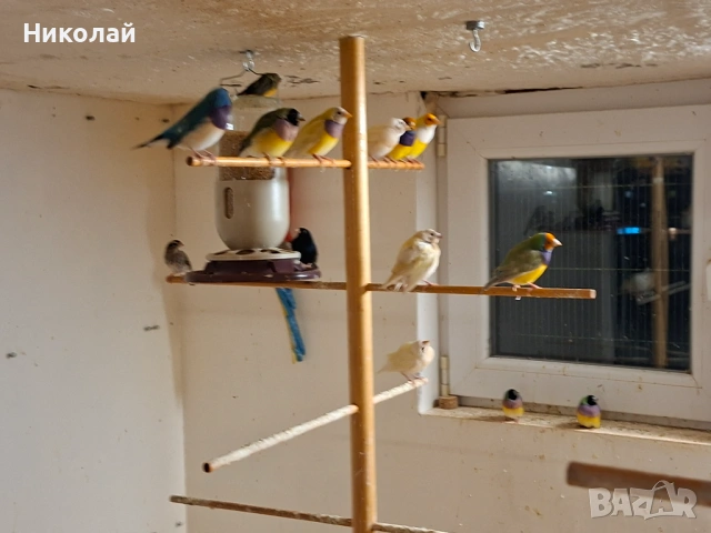 Гулдови Амадини !, снимка 4 - Амадини - 53166764