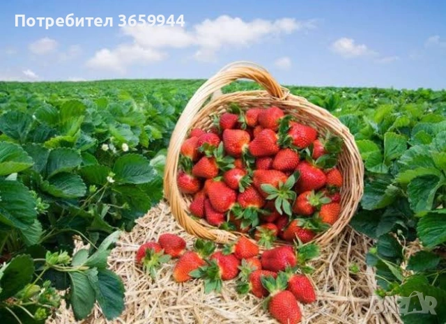 🌱 Качествен Разсад Ягоди и Малини – Директно от Производител!, снимка 5 - Градински цветя и растения - 53638416