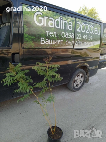 Сорбария Сем - (Sorbaria Sorb."Sem"®), снимка 8 - Разсади - 45041780