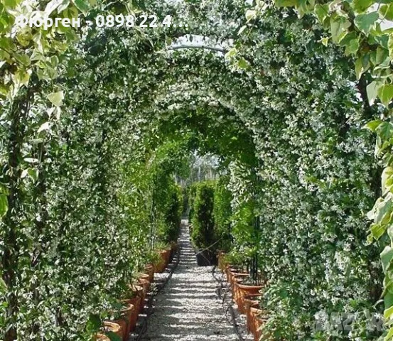 Жасмин вечно зелен Ароматен Налични 4 вида , снимка 5 - Разсади - 44925163