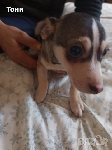 Чихуахуа Женско, снимка 9 - Чихуахуа - 53582398