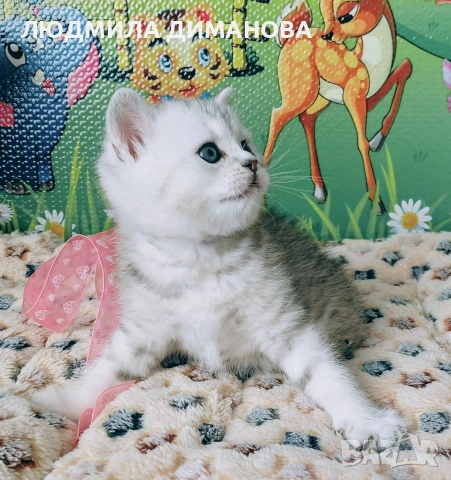 Шотландско мъжко Скоттиш Страйт. , снимка 6 - Британска късокосместа - 53737992