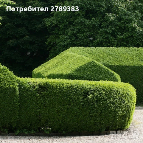 Лигуструм овалифолиум на гол корен