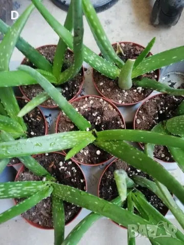 Алое Вера лечебно , снимка 3 - Стайни растения - 36575211