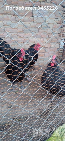 Две кокошки и петел