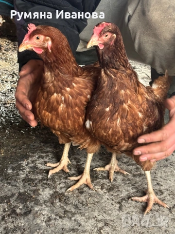 Продавам кокошки носачки , снимка 3 - Кокошки и пуйки - 53223537