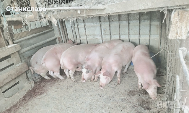 Продават се ПРАСЕТА-с.Крушаре