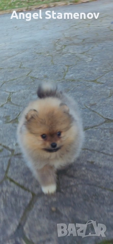 Померан,минимомченце с родословие!, снимка 3 - Померан - 53208731