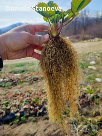 РАЗСАД ЯГОДИ , снимка 9 - Разсади - 53384500