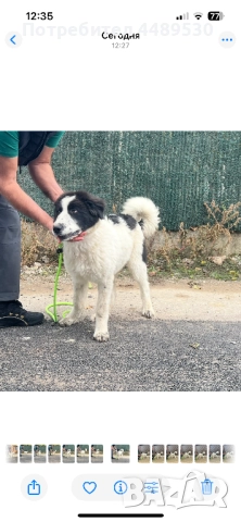 Сертифициран развъдник продава българско овчарско куче / каракачанка, снимка 5 - Каракачанска овчарка - 52176377