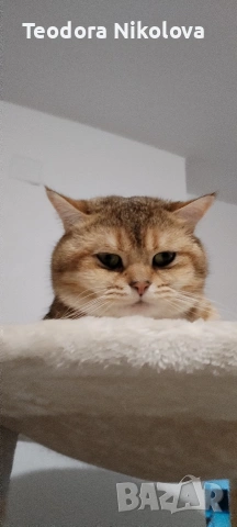 Британска златна чинчила за разплод , снимка 11 - Чинчили - 51309484