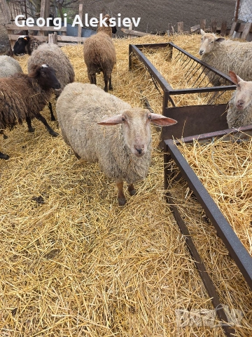 20 броя млади овце от месодайни породи, снимка 12 - Овце - 53854265