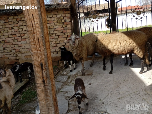 плевенски овце хубави , снимка 7 - Овце - 53807495