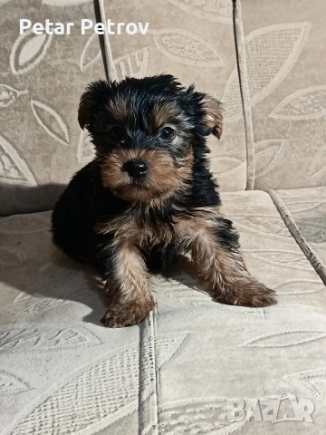 Йоркширски териер , снимка 9 - Йоркширски териер - 53017711