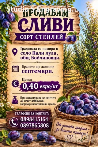 Продавам СИНИ СЛИВИ, снимка 2 - Домашни продукти - 55723696