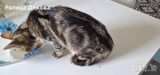 Продавам мраморно сребърно коте, снимка 8 - Други - 56079197