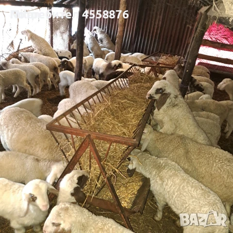 продавам овце агнета, снимка 3 - Овце - 51319433