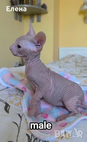Don Sphynx чистокръвно момченце и момичета , снимка 3 - Сфинксове - 56180598
